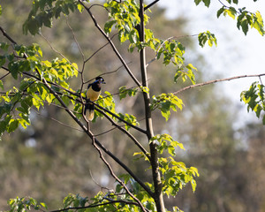 A curious bird sitting on a branch