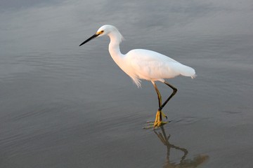  White egret standing on wet beach sand. Dark gray background