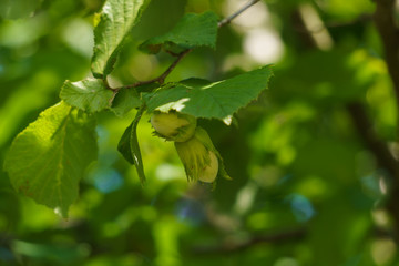 green nuts on a tree in the midst of green leaves.