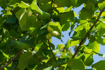 green nuts on a tree in the midst of green leaves.