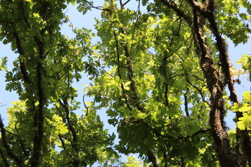green leaves of a tree