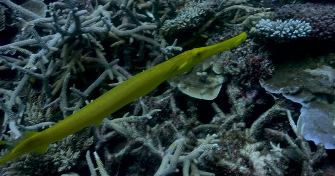 Slow motion, pipefish swim in bleached coral reef