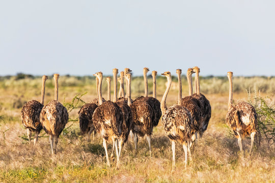 Namibia, Etosha National Park, African ostriches, Struthio camelus, young animals