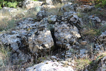 Fototapeta premium stream in the forest