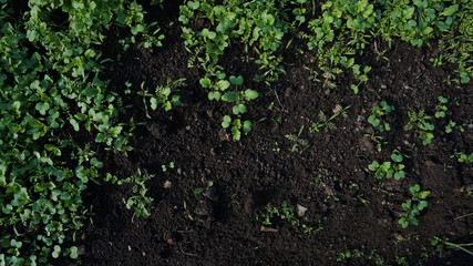 grass grows on black soil