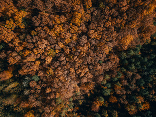 Autumn Forest Landscape 