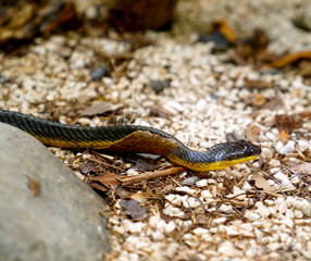 Snake on rocks