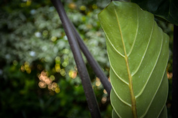 Naturel green leaf texture for background and design.