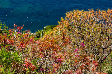 Fototapeta na wymiar Multicolored colorful bushes on a blue sea background