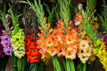 Beautiful bouquets of multi-colored gladioli in a vase.