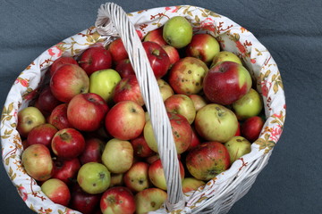 A large wicker basket with ripe juicy apples. New crop. On a gray background. View from above.