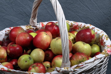 A large wicker basket with ripe juicy apples. New crop. On a gray background.