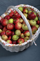 A large wicker basket with ripe juicy apples. New crop. On a gray background. View from above.