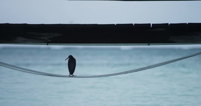 Black bird by pier on Heron Island