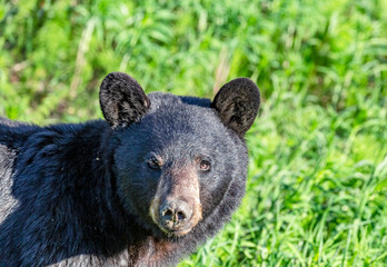 Fototapeta premium portrait of a brown bear