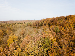 Autumn Forest Landscape 