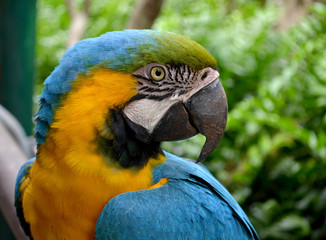 Guacamaya
