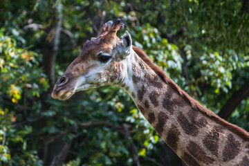 Giraffe against green leaves