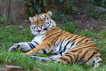 Amur tiger lies and looks forward