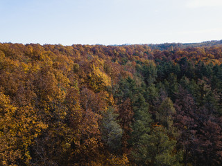 Autumn Forest Landscape 