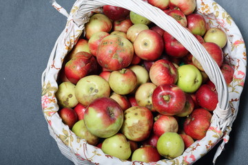 A large wicker basket with ripe juicy apples. New crop. On a gray background. View from above.