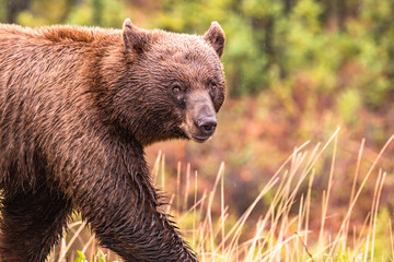 Brown bear walking along Alaska Highway