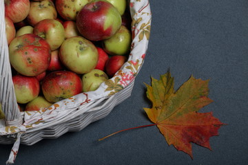 A large wicker basket with ripe juicy apples. New crop. Autumn maple leaf. On a gray background. View from above.
