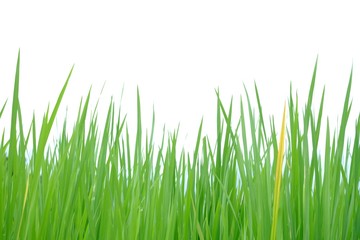 Fototapeta na wymiar Asia rice leaves on white isolated background for green foliage backdrop