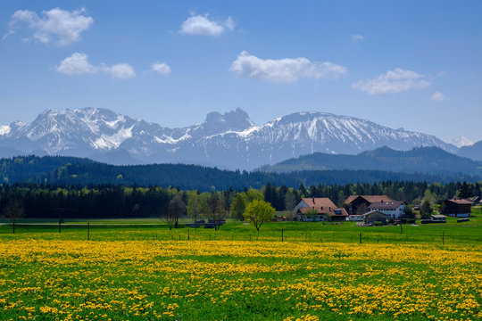 Yellow countryside meadow with village houses and&dagger;Alps&dagger;in background, Seeg, Bavaria, Germany