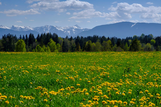 Dandelions blooming in summer meadow with Alps in background, Schonberg, Bavaria, Germany