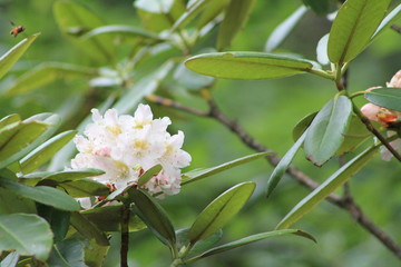 Rhododendron