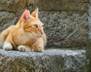 Orange cat looking around 