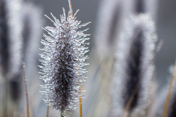 Spikes of pennisetum in hoarfrost and ice. Close-up
