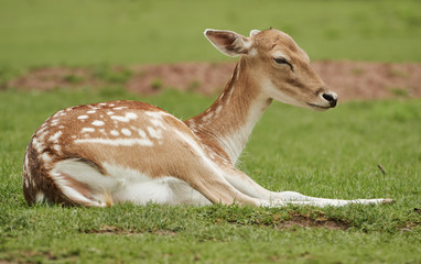 Young fallow deer rests (Dama dama) in green pasture