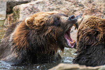 Grizzlies Playing
