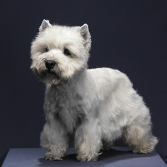 little dog breed west highland white terrier  on grey background, close-up studio shot.