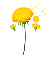 Beautiful flowers design vector illustration