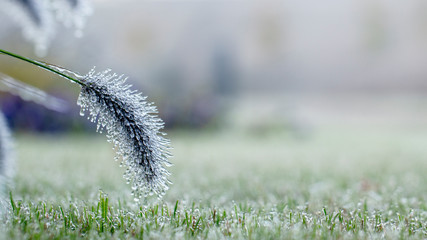 Spikes of pennisetum in hoarfrost and ice. Close-up