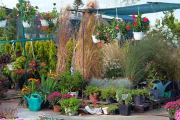 Decorative potted plants are for sale. Garden shop with flowers. Bushes with hrysanthemums and  flowers in pots in garden shop. Flowers delivery.