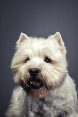 little dog breed west highland white terrier  on grey background, close-up studio shot.