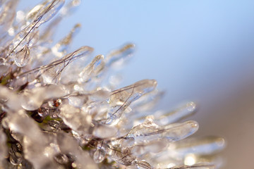Naklejka na ściany i meble Spikes of pennisetum in hoarfrost and ice. Close-up