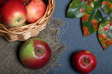 Wicker basket with ripe juicy apples. Nearby are several apples and autumn leaves of an apple tree. New crop. On a gray background.