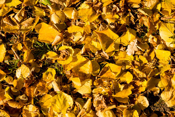 Colorful background of fallen autumn leaves.Sunny weather.autumn leaves on grass in sunny morning light.change of season.Fallen autumn leaves in the park
