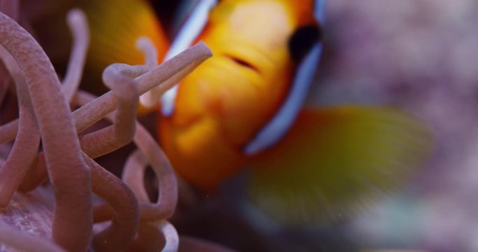 Small clownfish swims inside sea anemone in slow motion, close up