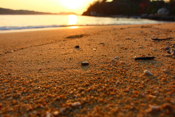 arena mar
