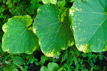Downy mildew (Peronosporosis) on a pumpkin leaf in the garden. Diseases of garden plants