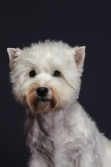 little dog breed west highland white terrier  on grey background, close-up studio shot.