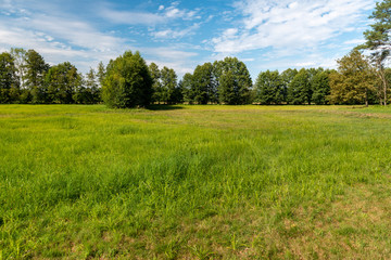 field of green grass and blue sky