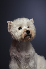 little dog breed west highland white terrier  on grey background, close-up studio shot.