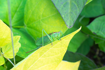 Big green grasshopper in bean foliage. Wildlife Insects, Mimicry